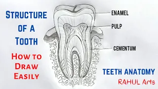 How to Draw Structure of a Tooth | Tooth Structure