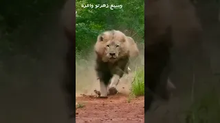 وسبع زهرتو واعرة 🦁