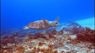 Cozumel Loggerhead