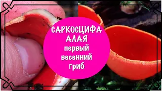 Саркосцифа Алая или Эльфова чаша- первый съедобный весенний гриб, как выглядит, свойства