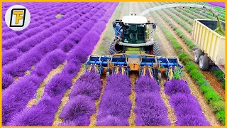 LAVENDER Harvesting is SO FASCINATING! - Satisfying Agricultural & Farming Machines YOU SHOULD SEE!