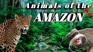 Amazon Rainforest Ke Janwar || Animals Of The Amazon Rainforest #Mexhindifacts #Amazonrainforest