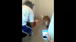 Cat scared of mask