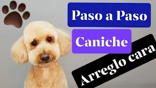 Como hacer a tijera una cara  de CANICHE. Expresiones!!