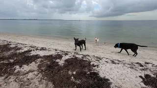 Metal Detecting Dog Friendly Beach in Florida