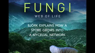 Fungi: Web of Life | Björk explains how a fungal spore becomes a mycelial network