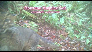 Bornean Marbled Cat