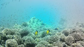 Scuba diving Oman, Arabian Sea - underwater video 4k