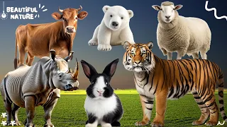 Happy animal moment: Cow, White Bear, Sheep, Tiger, Rabbit, Rhinoceros - Animals sound