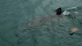 Swimmer Touches Something, Attacked by Shark