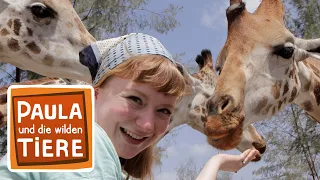Kopf hoch, Giraffe! | Reportage für Kinder | Paula und die wilden Tiere