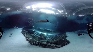 360 Underwater Video from inside Georgia Aquarium's Ocean Voyager Habitat