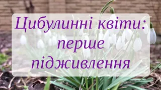 Весна - час підживити нарциси, тюльпани, гіацинти та інші цибулинні квіти
