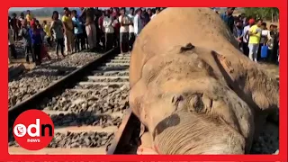 Speeding Train SMASHES into Elephants in Rural India