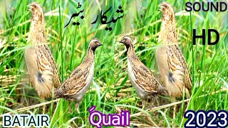 Quail Hunting batair.l quail night sound.l batair awaz sobakliye.l batair Rat ke Liye awaz.l 2023.