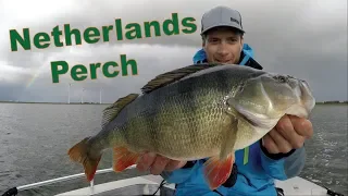 FISHING PERCH on Volkerak (NETHERLANDS)! BARSCH, BAARS, PERCHE.