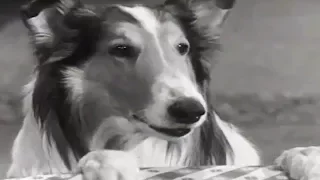 Lassie | Stablemates | Lassie English Full Episodes | Kids Cartoon | Old Cartoon 🐕