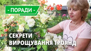 Як обрізати троянду літом? В гостях у Світлани. Секрети догляду за трояндами!