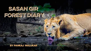 Gir National Park |Jungle Safari-Sasan Gir| Sasan Gir Gujarat |Asiatic Lions| Gir Forest| Wildlife