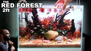 2ft Red Forest Aquarium: Betta, Tetra & Cory's (Planted Tank Aquascape Tutorial)