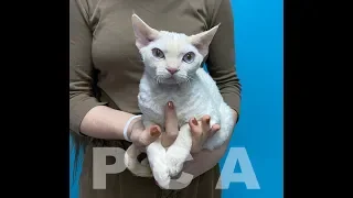 Кошка девон рекс. Выставка кошек PCA on-line.
