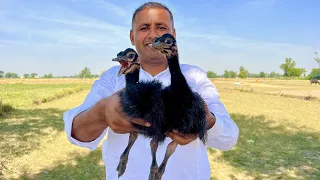 Cute Baby Ostrich 😍❤️