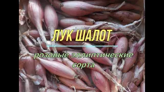 Сортотипы лук шалота. Розовые эллиптические сорта