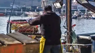 Commercial Dungeness crab fishing season set to open Dec. 31