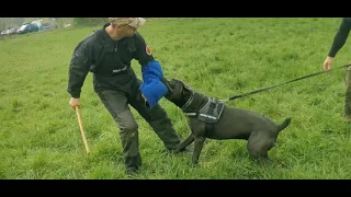 Cane corso Scandal Z Gildii Nieustraszonych, trening obrony przewodnika 1 maja 2021