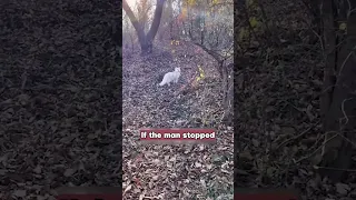 The way this white fox showed its gratitude was truly astonishing. #truestory #animals