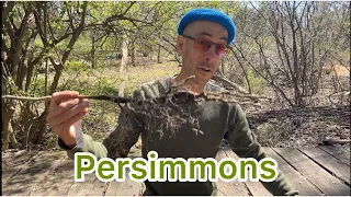 Persimmons - Bare Root