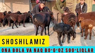 ONA BOLA VA NAQ BOʻGʻOZ SOGʻLIQLAR KELDI SHOSHILAMIZ