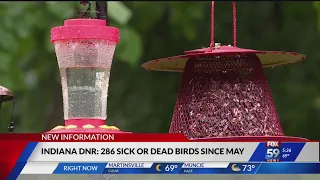 Indiana DNR identifies 286 sick or dead birds