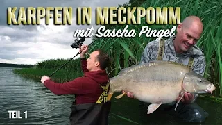 Auf Karpfen in MeckPomm - mit Sascha Pingel | Angeln AdventureFishing Boilie |