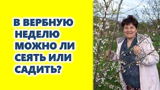 Можно ли в Вербную неделю или на Пасху сеять, садить?