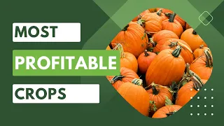 Most Profitable Crops for Small Farms