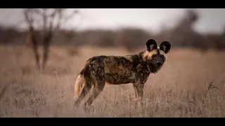 Leopard vs Wild Dogs vs Hyenas vs Impala | Wild Life