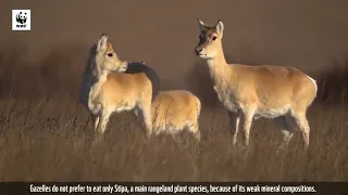 Mongolian gazelle documentary