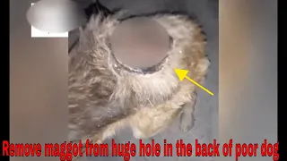 Remove maggot from huge hole in the back of poor dog and rescue him