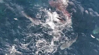 Bull sharks in a frenzy