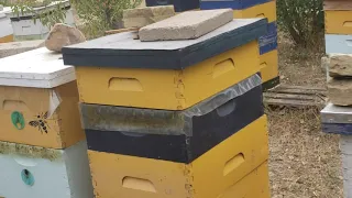 Пчеловодство в США развития отводков,  канадская крыша