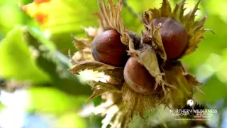 Myths and Legends of the Hazel Tree and uses in Bushcraft Episod 2