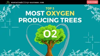 Most Oxygen Producing Trees & CURIOUS Facts