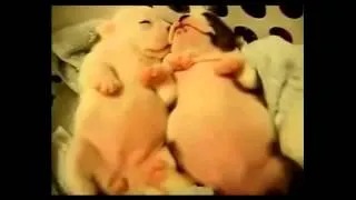 Funny Pets, Animals Compilation May 2014! Epic!