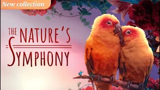 Happy Color App | The Nature’s Symphony | Color By Numbers | Animated