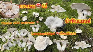 🍄เก็บเห็ดหนังแกะ 🍄Lampaankääpä ป่านี้สวยมากๆ