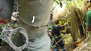 Elephant saved from a cable wire snare cutting deeply in to the leg and received treatment