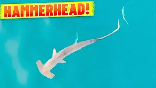 Hammerhead Shark Cruises By Bondi Beach