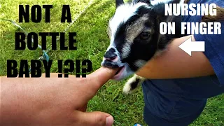 These Mother Raised Goat Kids Act Like BOTTLE BABIES!!! | Secrets to Taming Baby Goats