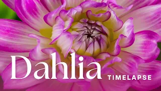 Timelapse: Watch Dahlias Bloom